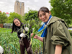 恵比寿ガーデンファームでの受講学生の農業体験（収穫）